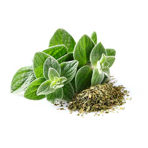 خرید عمده اورگانو